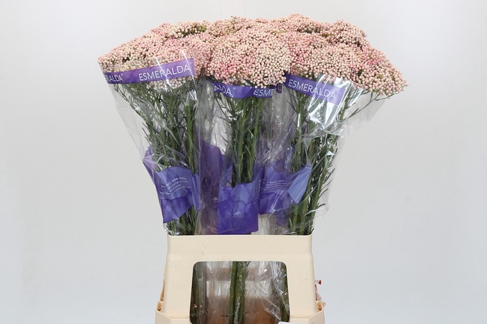 Ozothamnus Cooks Pink