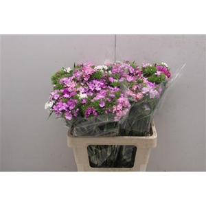 Dianthus Ba Mix Rainbow 60cm