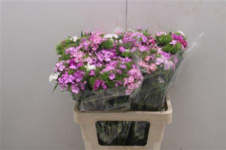 <h4>Dianthus Ba Mix Rainbow 60cm</h4>