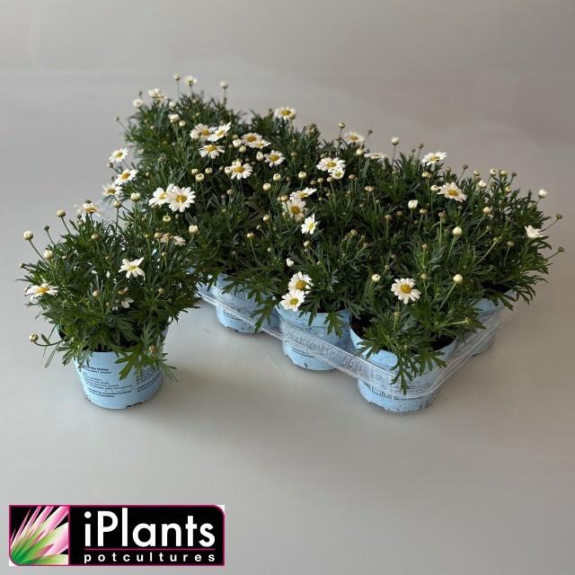 <h4>ARG LA RITA C WHITE</h4>