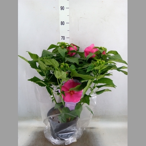 Hibiscus mosch. 'Extreme Hot Pink'