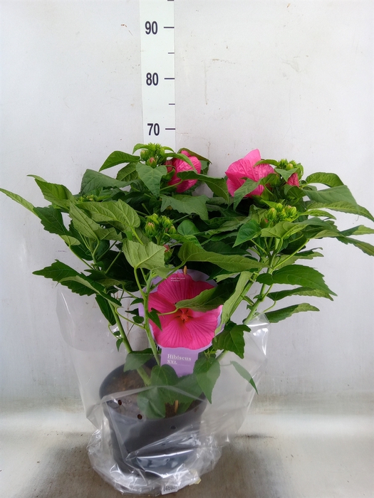 <h4>Hibiscus mosch. 'Extreme Hot Pink'</h4>