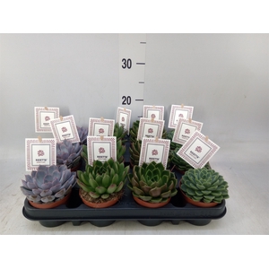 Echeveria  'Rosetta'   ...mix