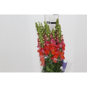 BOCA DE LEAO 070 CM LARANJA