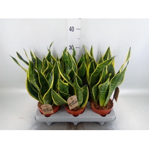 Sansevieria trifa. 'Futura Superba'