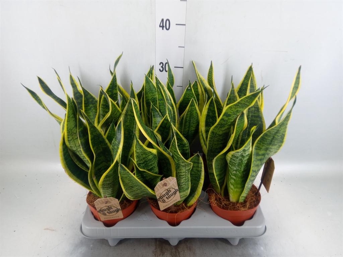 <h4>Sansevieria trifa. 'Futura Superba'</h4>