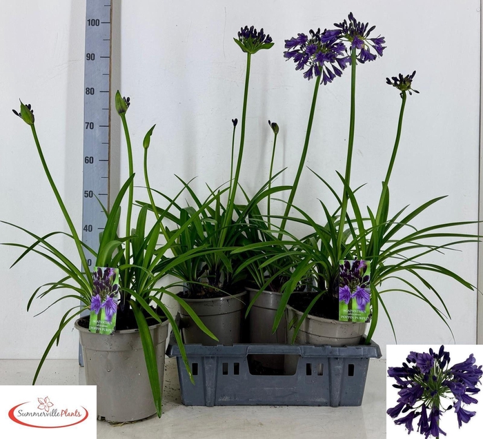 <h4>AGAPA POPPIN PURPLE</h4>