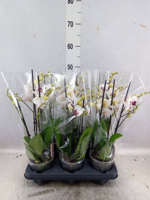 Phalaenopsis multi. 'FC Safe Haven'