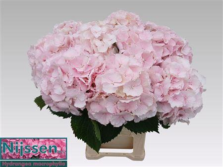 <h4>Hydr M Verena Rose</h4>