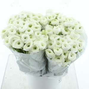 Ran El White Extra Witte Hoes