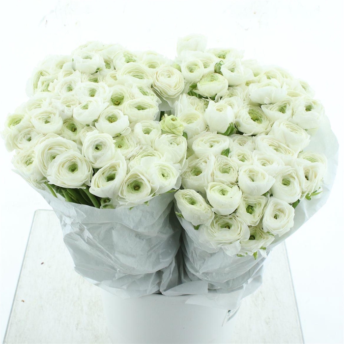 <h4>Ran El White Extra ( White Paper )</h4>