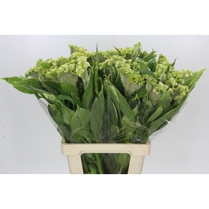 Celosia Cr Bombay Green