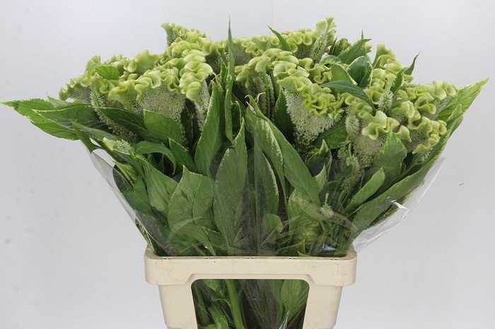 <h4>Celosia Cr Bombay Green</h4>