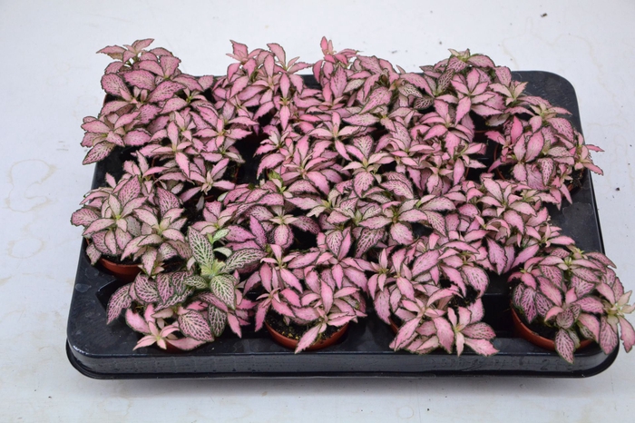 <h4>Fittonia Mosaic Pink Forest Flame</h4>