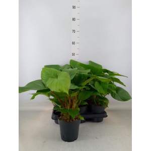 Homalomena rubescens 'Maggy'