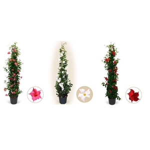 Mandevilla Sundaville Mix