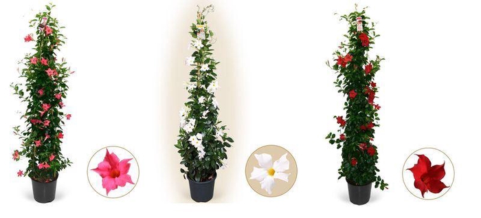 <h4>Mandevilla Sundaville Mix</h4>