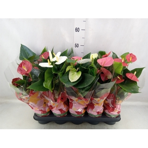 Anthurium   ...mix 4