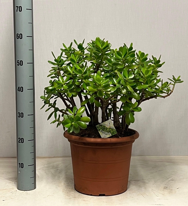 <h4>CRASS OVATA</h4>