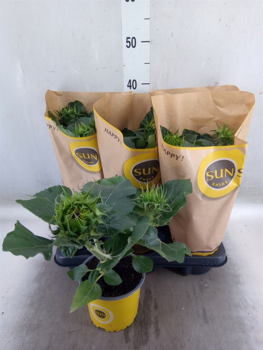 <h4>Helianthus an. 'Sunsation'</h4>