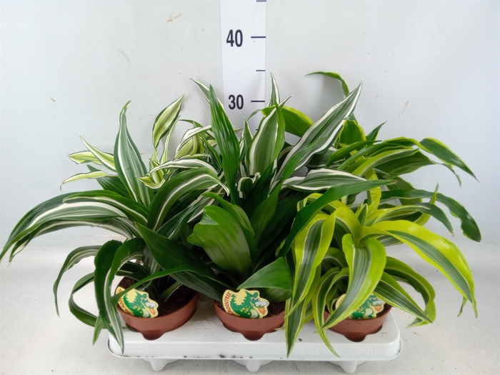 <h4>Dracaena   ...mix</h4>