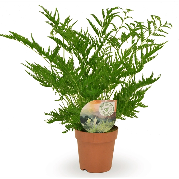 <h4>Pteris straminea</h4>