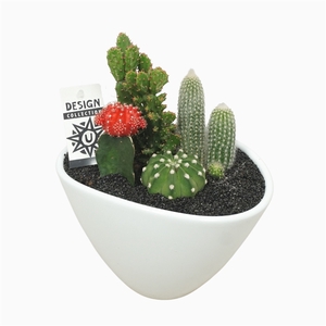 Cactus arrangement in ovale pot 25 cm met etiket