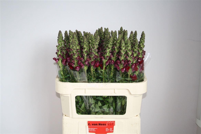 <h4>Antir Avignon Dark Red</h4>