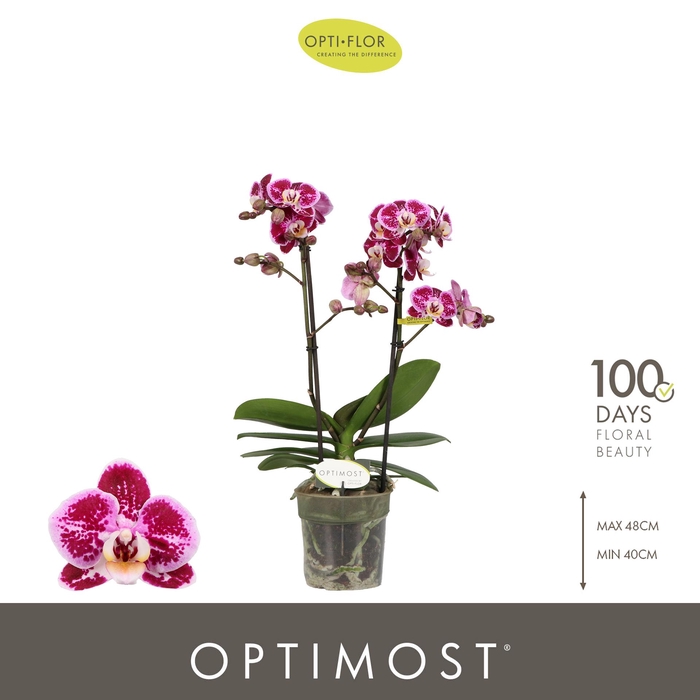 <h4>Optimost Bubbles 2 spike</h4>
