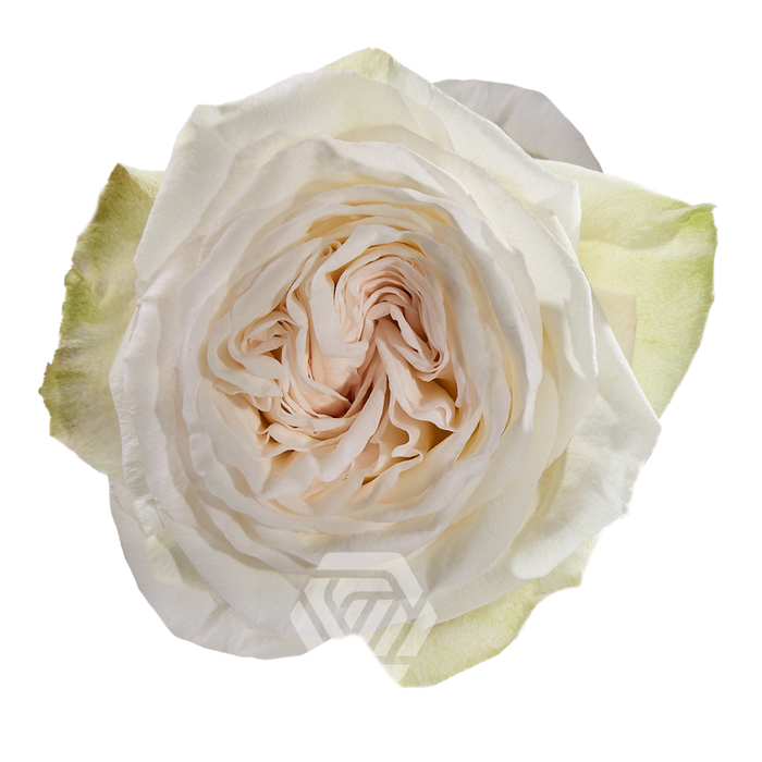 <h4>R GR WHITE OHARA</h4>