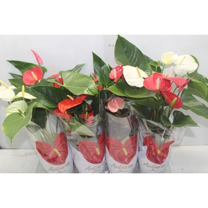 ANTHURIUM VARIADO P15