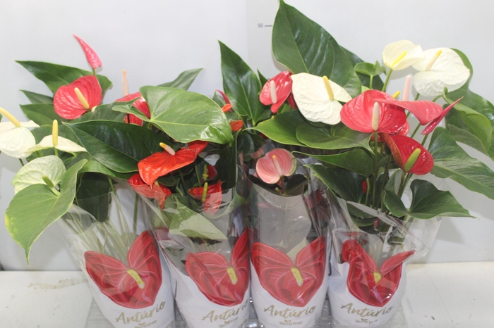 <h4>ANTHURIUM VARIADO P15</h4>