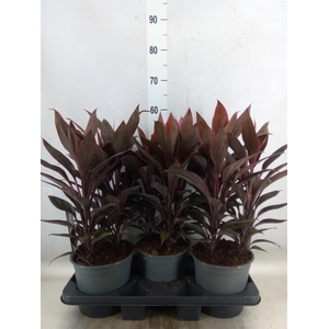 Cordyline fruti. 'Tango'