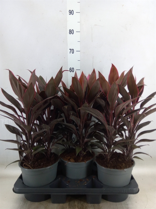 <h4>Cordyline fruti. 'Tango'</h4>