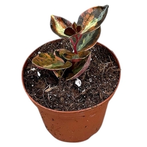 Peperomia Overig Creme Brulee