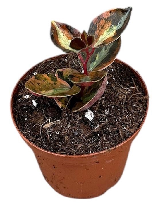 <h4>Peperomia Overig Creme Brulee</h4>