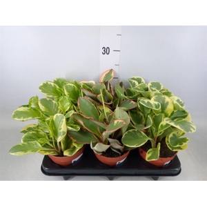 Peperomia   ...mix