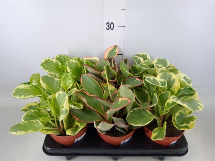 <h4>Peperomia ...mix</h4>