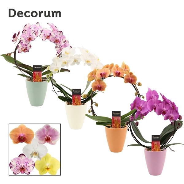 <h4>Phalaenopsis gemengd</h4>