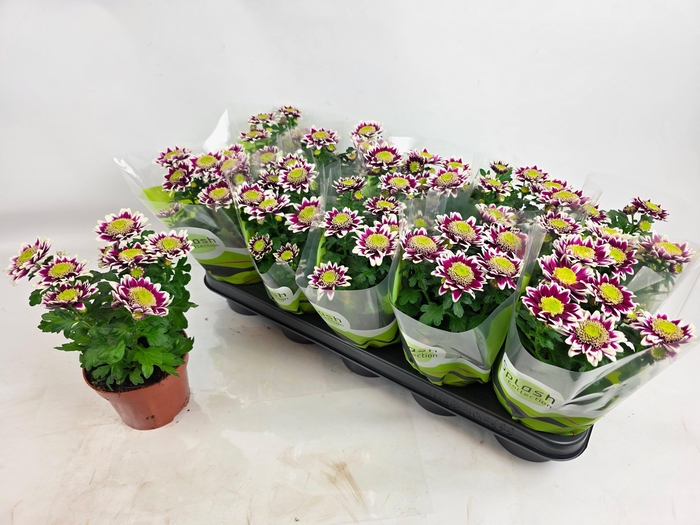 <h4>CHRYS SPLASH ROCKER</h4>