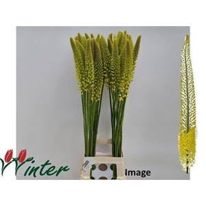Eremurus Image 90cm