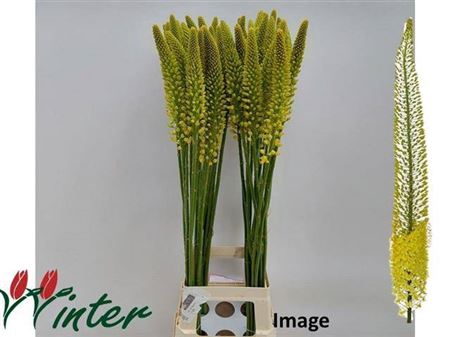 <h4>Eremurus Image 90cm</h4>