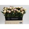 Paeonia Elsa Sass