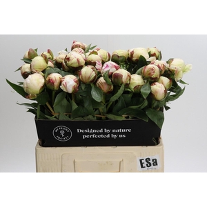 Paeonia Elsa Sass