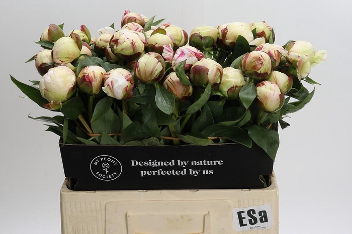 <h4>Paeonia (Lactiflora Grp) 'Elsa Sass'</h4>