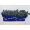 Eryngium Blue Dynamite