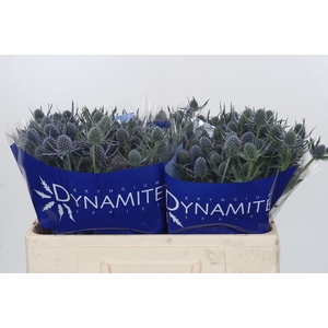 Eryngium Blue Dynamite