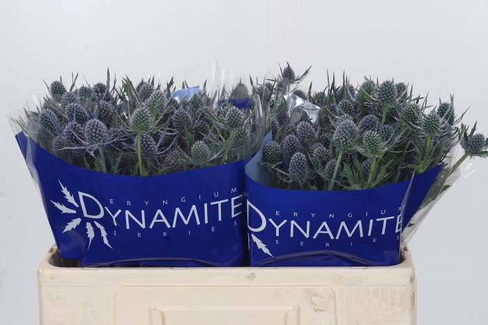 <h4>Eryngium Blue Dynamite</h4>