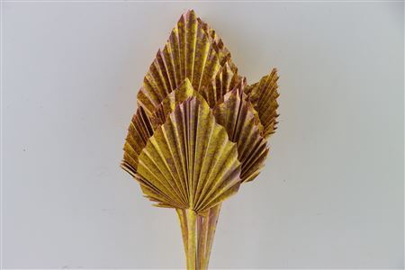 Dried Artz Palm Spear 10pc Gaugain Bunch