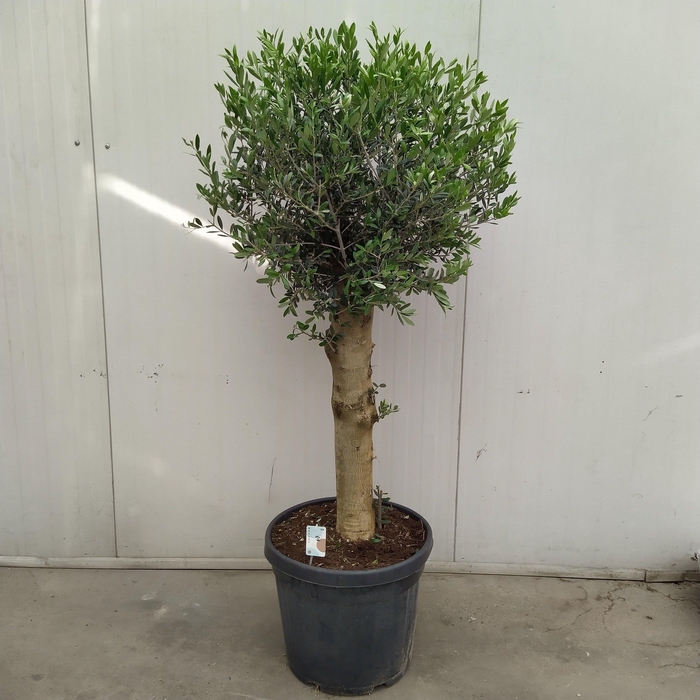 <h4>Olea europaea 45 cm</h4>